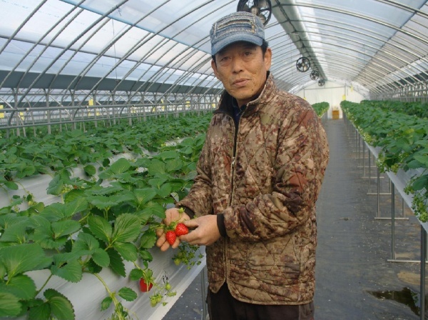 ▲ 양관직 씨가 자신의 유기농 토마토 시설하우스에서 연작방법을 설명하고 있다.