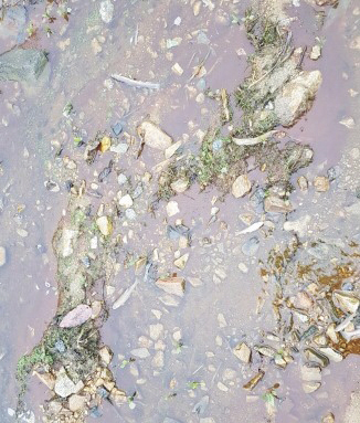 괴산읍 능촌리 소하천에 물고기가 죽어 있다. 인근 돼지사육농장에서 흘러든 분뇨 때문이다.(사진은 독자 제공)